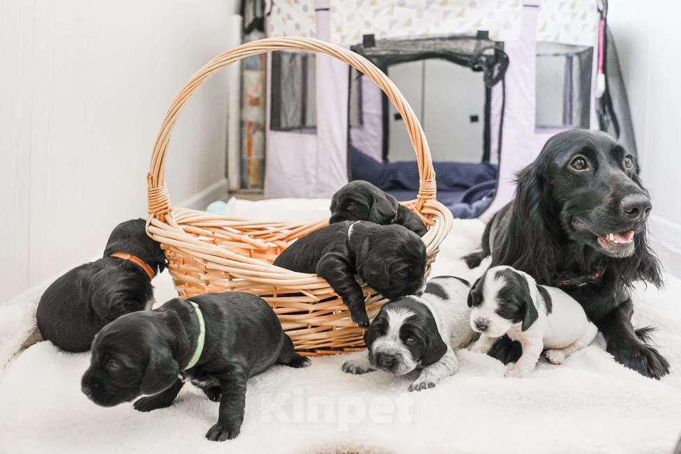 Собаки в Владивостоке: Щенки русского охотничьего спаниеля Девочка, 50 000 руб. - фото 9