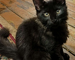 Кошки в Иркутске: котенок мей-кун Мальчик, 3 000 руб. - фото 1