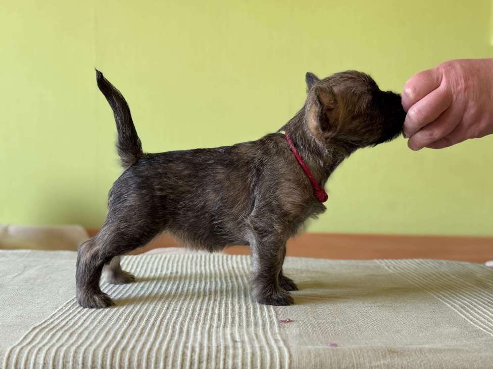 Собаки в Москве: Щенки керн-терьера Девочка, 100 000 руб. - фото 2