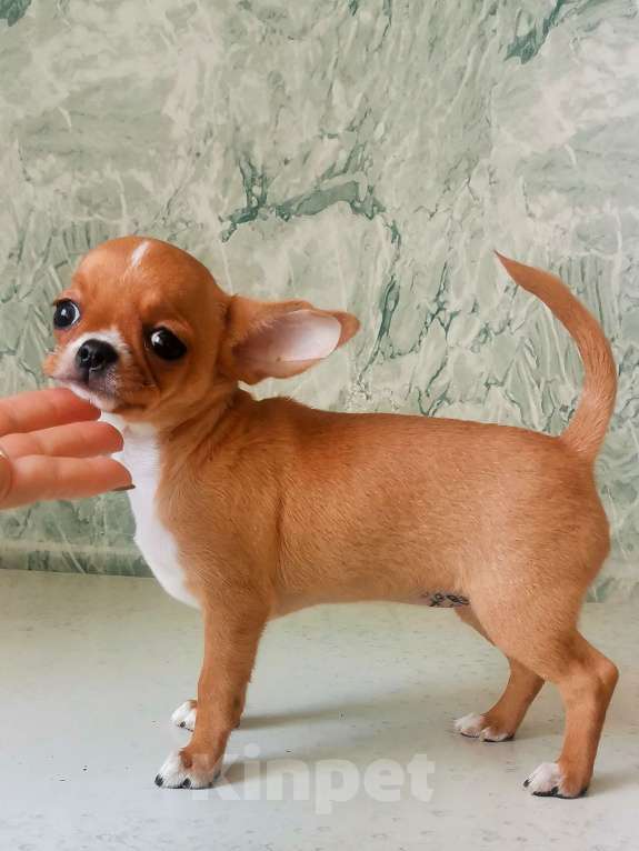 Собаки в Владимире: Девочка, РКФ Девочка, 100 руб. - фото 1