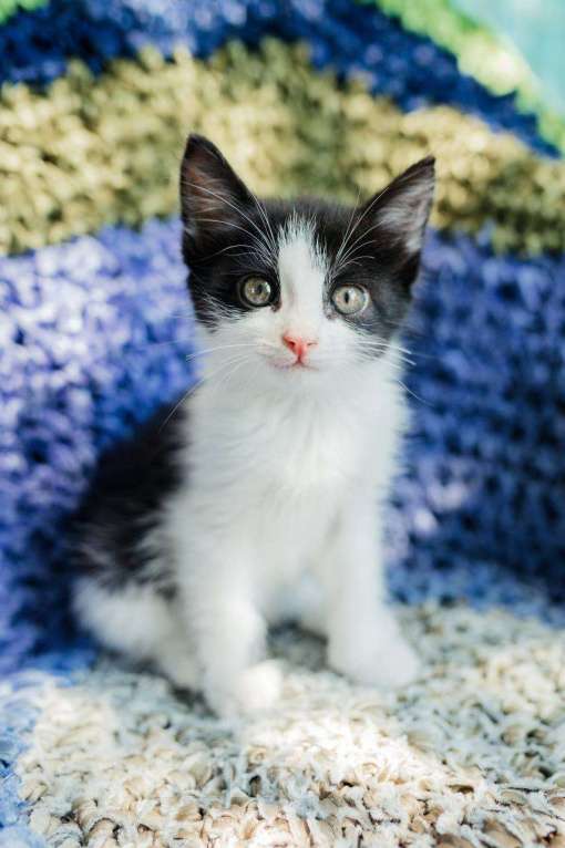 Кошки в Магнитогорске: Две красивые и ласковые сестрички ищут дом!  Девочка, Бесплатно - фото 6