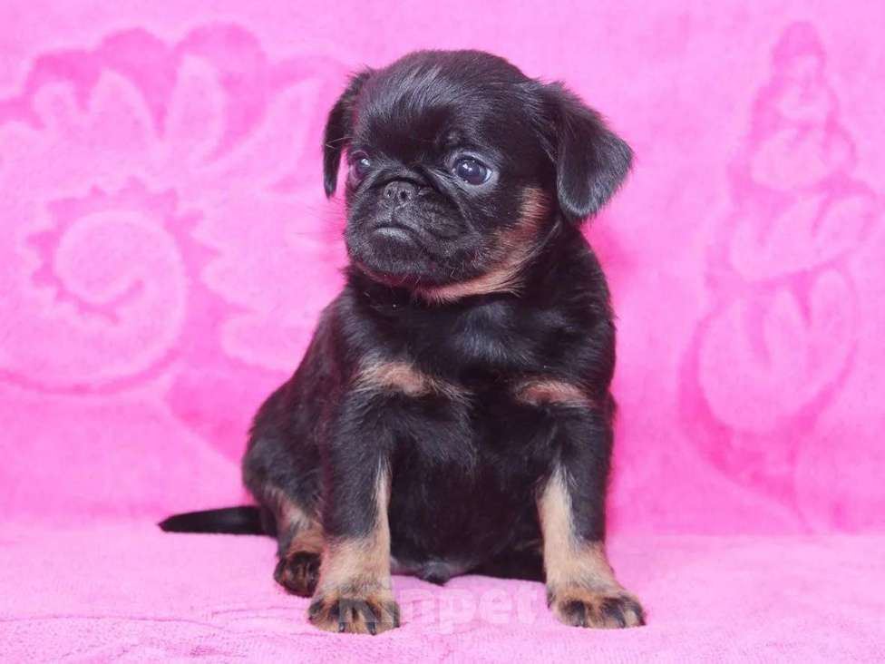 Собаки в Санкт-Петербурге: Шалун Мальчик, 80 000 руб. - фото 10