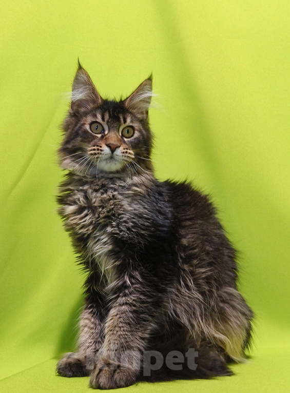 Кошки в Москве: Котенок Мейн-Кун Мальчик Мальчик, 50 000 руб. - фото 6