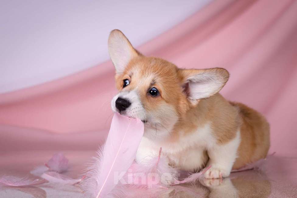 Собаки в Москве: Продам щенка вельш корги пемброк Девочка, 70 000 руб. - фото 5