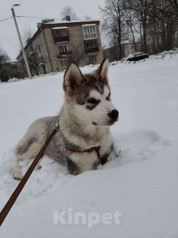 Собаки в Санкт-Петербурге: Аляскинский Маламут Шенок Мальчик, 40 000 руб. - фото 2