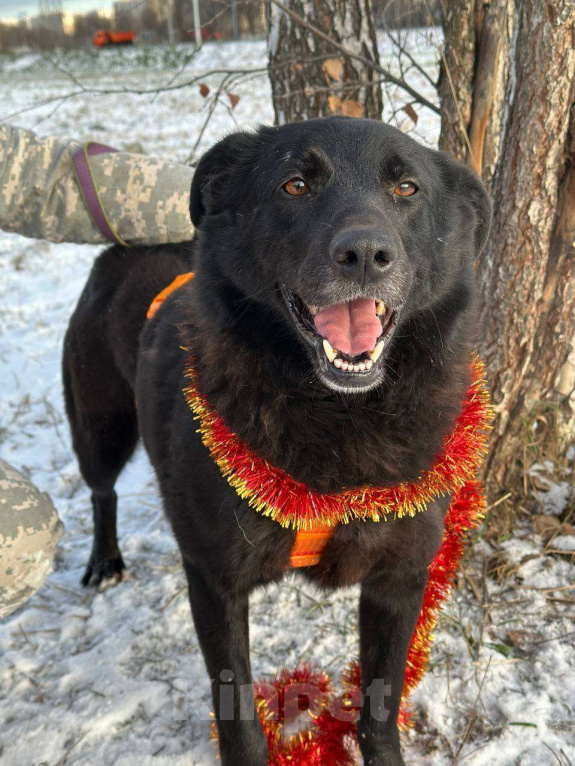 Собаки в Москве: Лаки Девочка, Бесплатно - фото 7