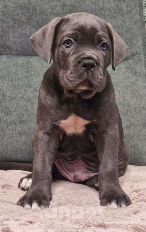 Собаки в других городах Краснодарского края: Малыши  Мальчик, Бесплатно - фото 7