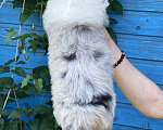 Собаки в Санкт-Петербурге: Щенки Аусси (Австралийская овчарка) Мальчик, Бесплатно - фото 6