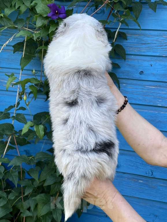 Собаки в Санкт-Петербурге: Щенки Аусси (Австралийская овчарка) Мальчик, Бесплатно - фото 6