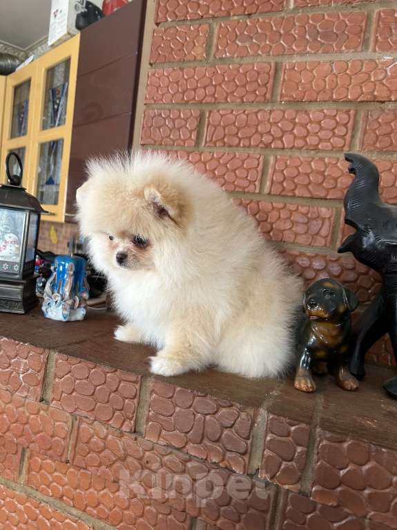 Собаки в Перми: Померанский шпиц Девочка, 35 000 руб. - фото 3