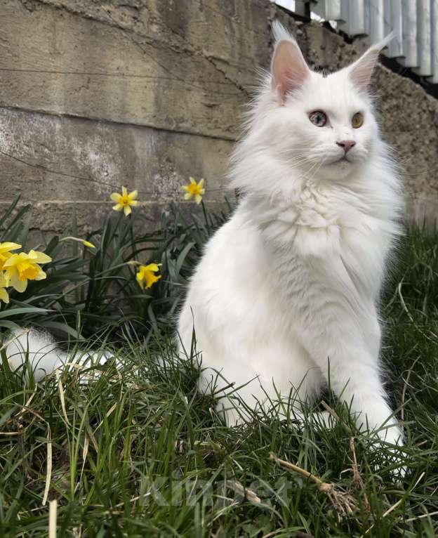 Кошки в Пятигорске: Питомник Affectionate miracle Девочка, Бесплатно - фото 2