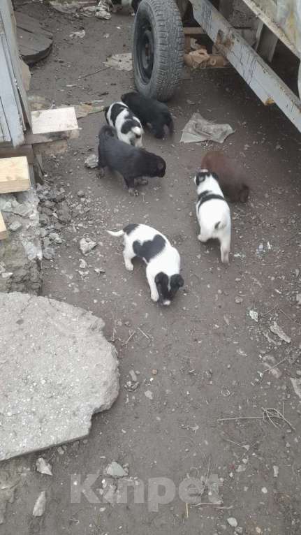 Собаки в Самаре: Даром Девочка, Бесплатно - фото 1