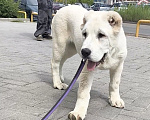 Собаки в Великом Новгороде: Среднеазиатская овчарка АЛАБАЙ Девочка, 60 000 руб. - фото 5