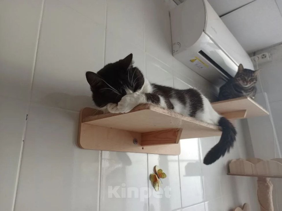Кошки в Москве: Кот в добрые руки Мальчик, Бесплатно - фото 3