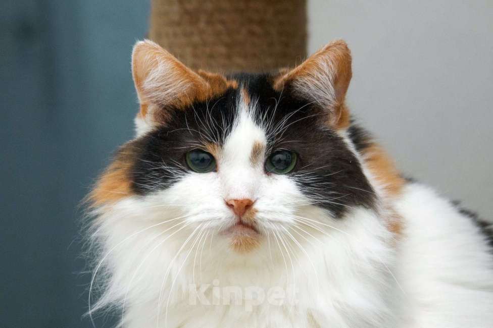 Кошки в Москве: Трехцветная пушистая спокойная кошка-куколка Африка в дар Девочка, 1 руб. - фото 3