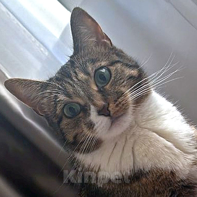 Кошки в Москве: Соня. Кошка, которую предали дважды Девочка, Бесплатно - фото 2