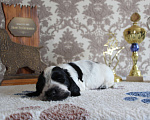 Собаки в Новосибирске: Мальчишки английского кокер спаниеля Мальчик, 45 000 руб. - фото 3
