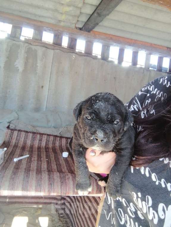 Собаки в Старом Осколе: Щенки Кане Корсо  Мальчик, Бесплатно - фото 3