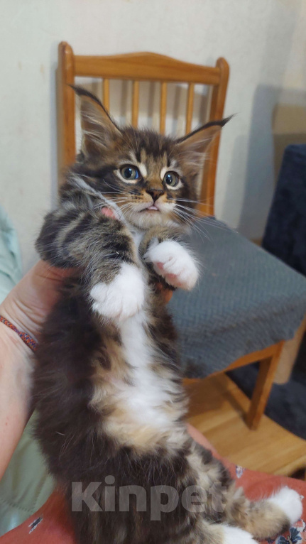 Кошки в Озерске: Нарядный котик в прекрасном типе станет шикарным украшением вашего дома Мальчик, 50 000 руб. - фото 4