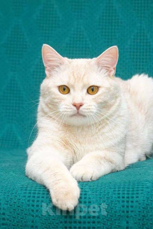 Кошки в Москве: Снежок мега ласковый в поисках семьи Мальчик, Бесплатно - фото 6