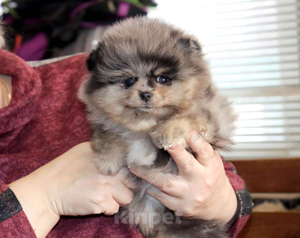 Собаки в Москве: Элитная красотка шпица Девочка, 100 000 руб. - фото 2