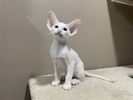 Ориентальный котенок