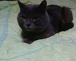 Кошки в Карабаново: Британский кот, Бесплатно - фото 2