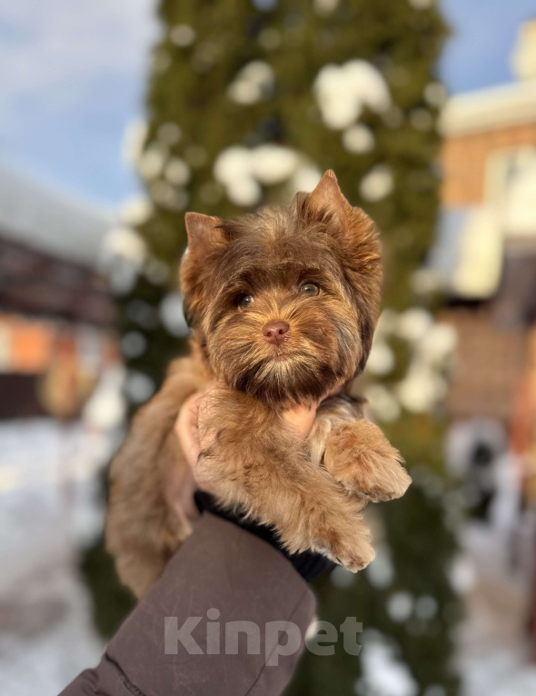 Собаки в Москве: Мини мальчик соболиный красавчик Мальчик, 55 000 руб. - фото 1