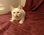 Кошки в Москве: Котёнок в добрые руки  Мальчик, Бесплатно - фото 3