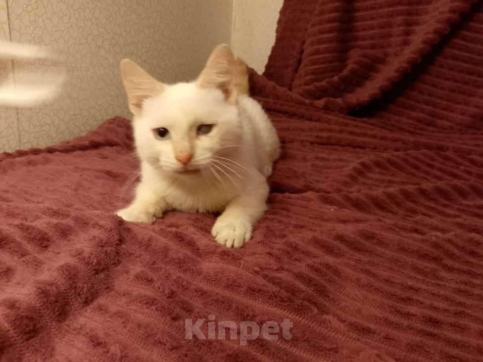 Кошки в Москве: Котёнок в добрые руки  Мальчик, Бесплатно - фото 3