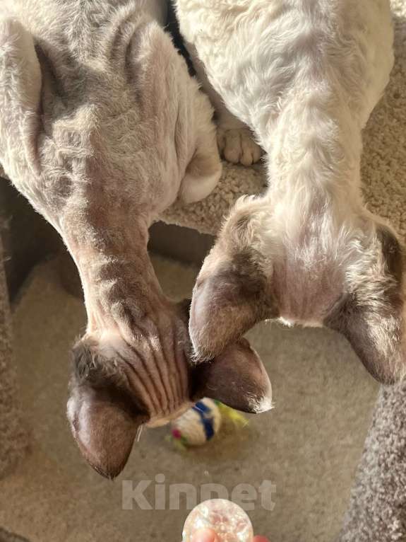 Кошки в Москве: Девон-рекс от чемпиона Разнополые, 80 000 руб. - фото 1