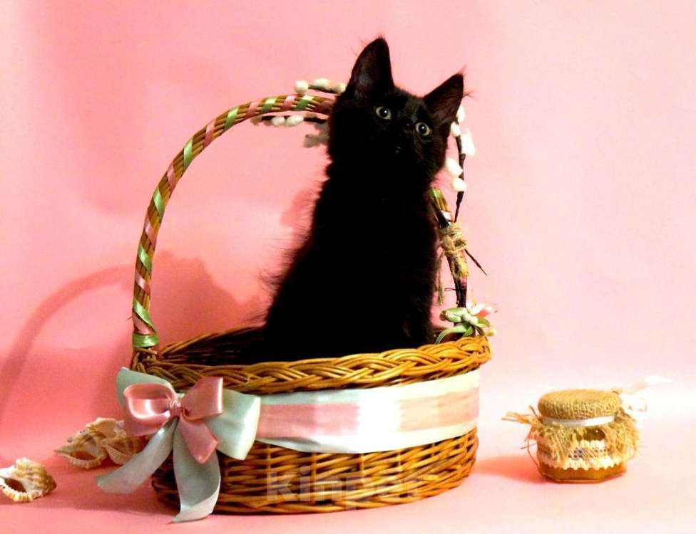 Кошки в Москве: Чудесный мальчишка от чемпионов-родителей Мальчик, 120 000 руб. - фото 2