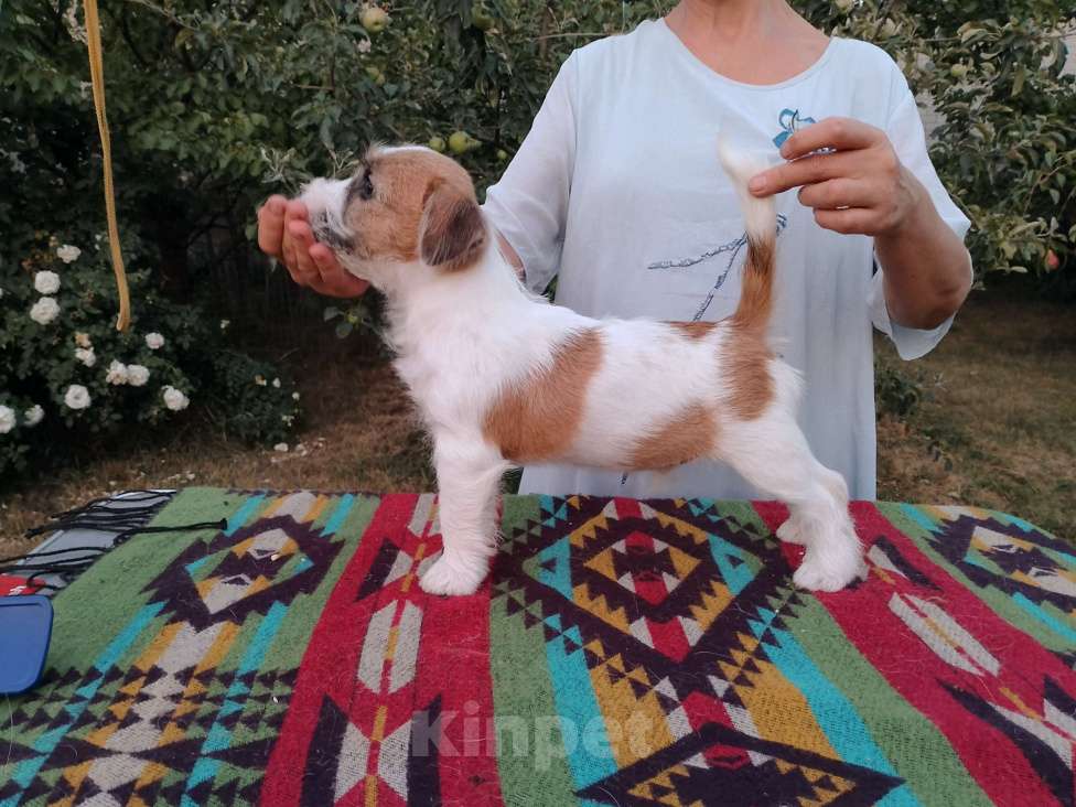 Собаки в Москве: Высокопородный щенок Джек Рассел терьера  Мальчик, Бесплатно - фото 3