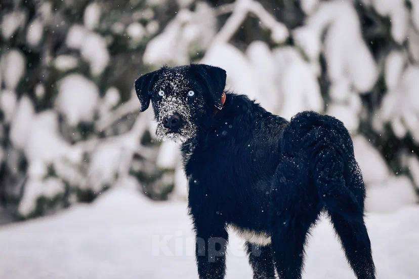 Собаки в других городах Московской области: Джастин якутенок Мальчик, Бесплатно - фото 5
