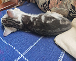 Кошки в Лобне: Котёнок в добрые руки Мальчик, Бесплатно - фото 4