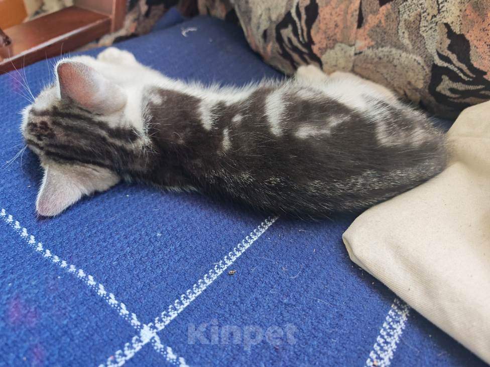 Кошки в Лобне: Котёнок в добрые руки Мальчик, Бесплатно - фото 4