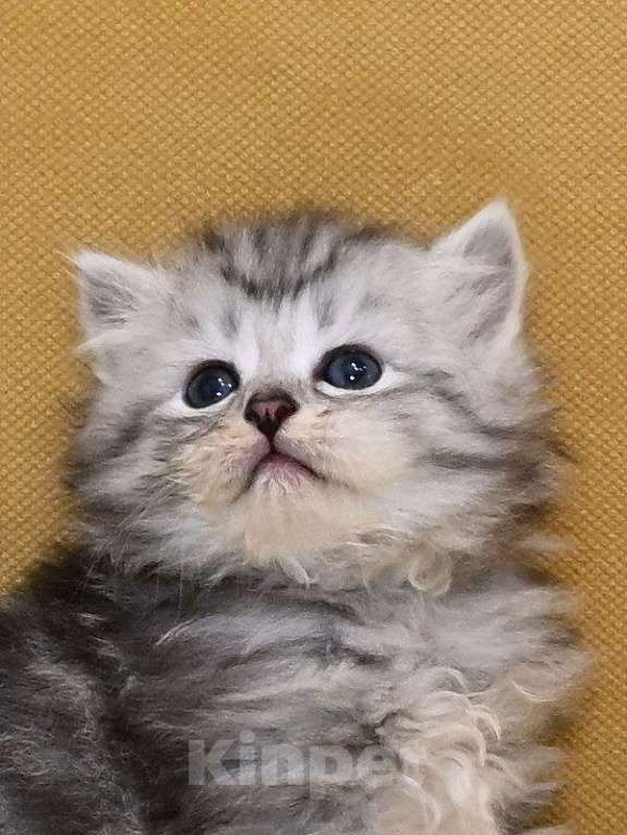 Кошки в Зеленограде: Сибирский котёнок Мальчик, 70 000 руб. - фото 2