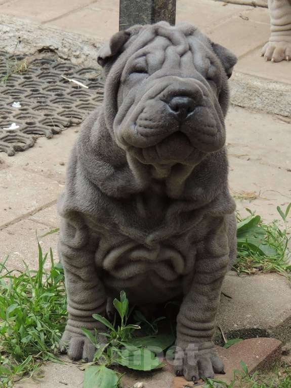 Собаки в Москве: Щенок шарпея голубой дельют Мальчик, Бесплатно - фото 2