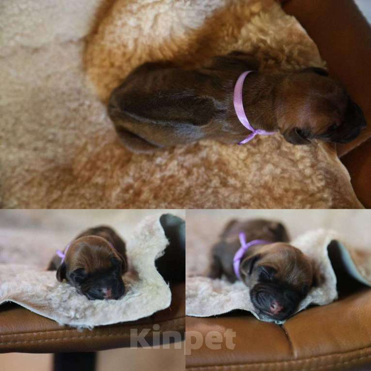 Собаки в Москве: Щенки Родезийского Риджбека 13.07.2025 Девочка, 120 000 руб. - фото 5