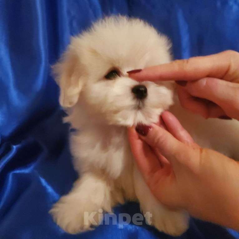 Собаки в Москве: щенок мальтипу белый  Мальчик, 75 000 руб. - фото 1