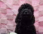 Собаки в Йошкаре-Оле: Мальчишка в окрасе фантом( блек тан) Мальчик, 60 000 руб. - фото 3