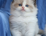 Кошки в Санкт-Петербурге: Рэгдолл мальчик Мальчик, 80 000 руб. - фото 1