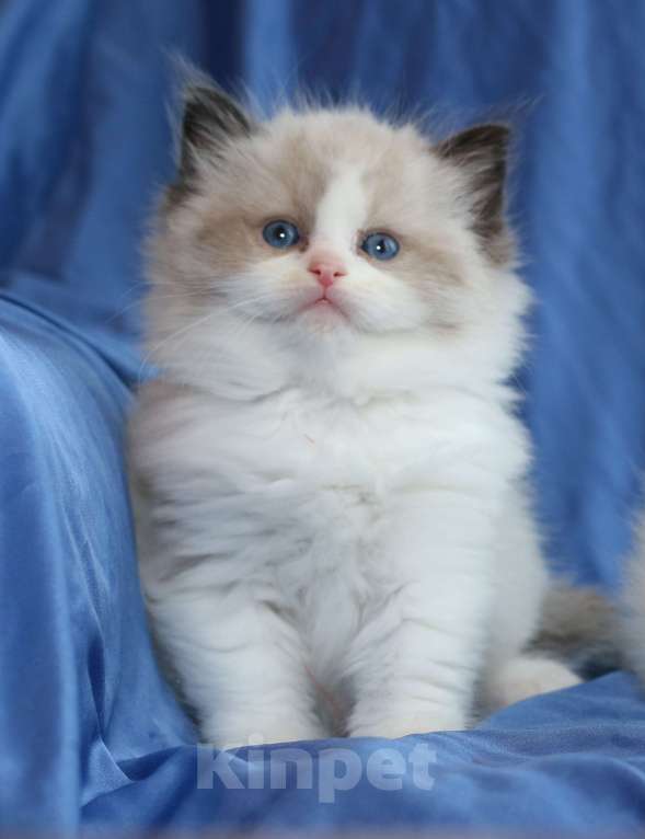 Кошки в Санкт-Петербурге: Рэгдолл мальчик Мальчик, 80 000 руб. - фото 1