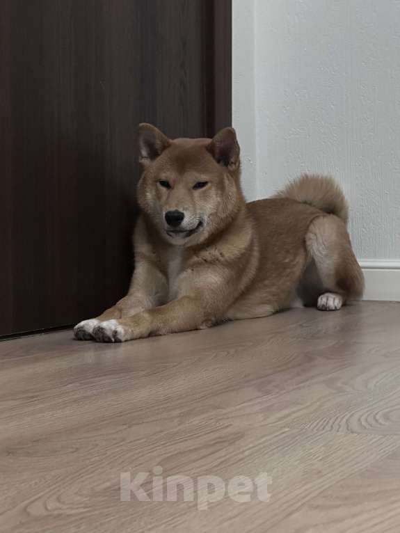 Собаки в Москве: Щенок сиба ину Мальчик, 35 000 руб. - фото 2