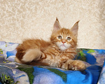 Кошки в Москве: Котёнок Мейн- Кун из питомника. Мальчик Мальчик, 70 000 руб. - фото 4