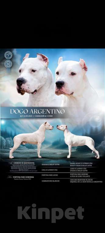 Собаки в Челябинске: Аргентинский дог щенки Мальчик, Бесплатно - фото 10