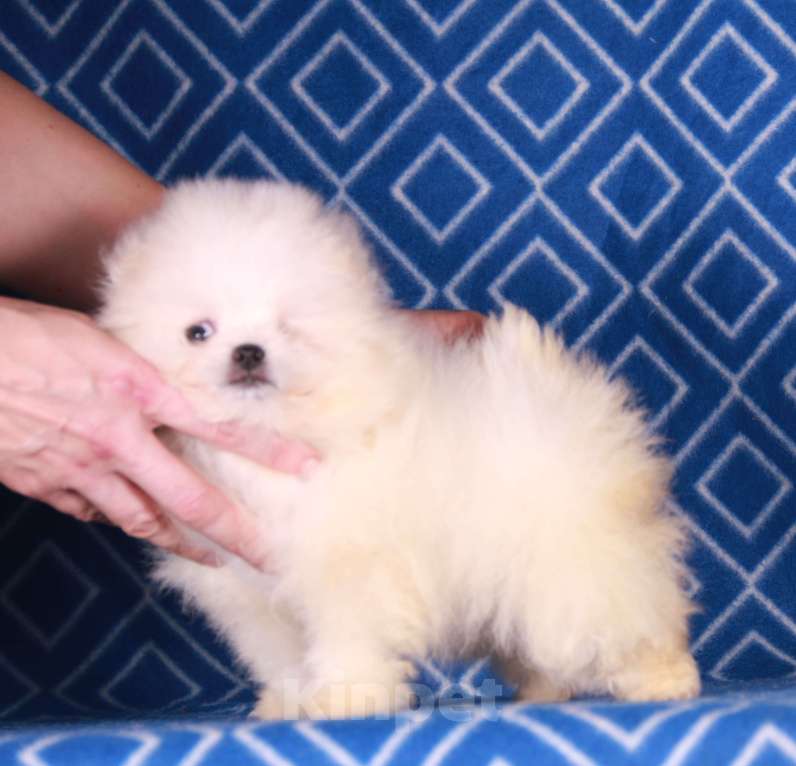 Собаки в Москве: мальтипом девочка Девочка, 15 000 руб. - фото 3