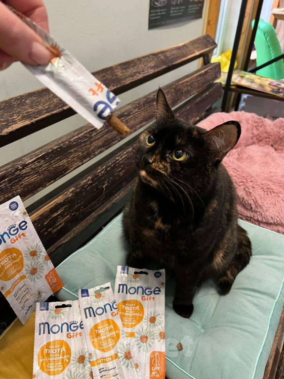 Кошки в Москве: Пушона живет в котокафе и мечтает о доме Девочка, 1 руб. - фото 4