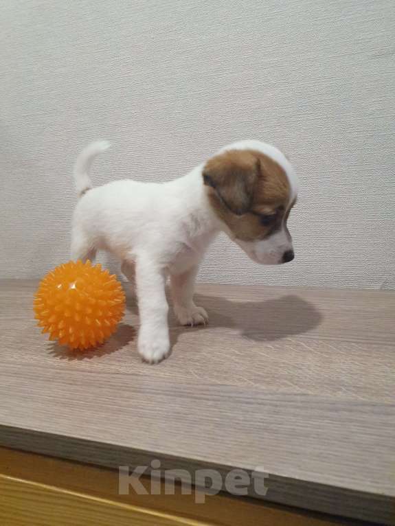 Собаки в Красноярске: Щенок джек Рассел терьер девочка Девочка, 18 000 руб. - фото 7