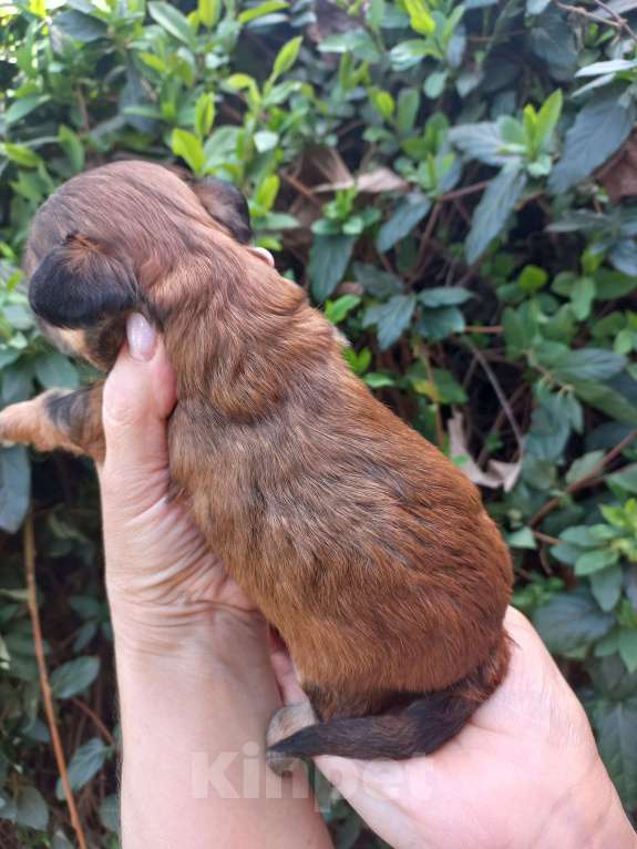 Собаки в Краснодаре: Мальтипу Девочка, Бесплатно - фото 7